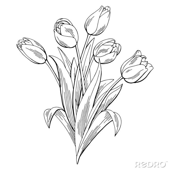 Poster  Bouquet minimaliste de tulipes blanches