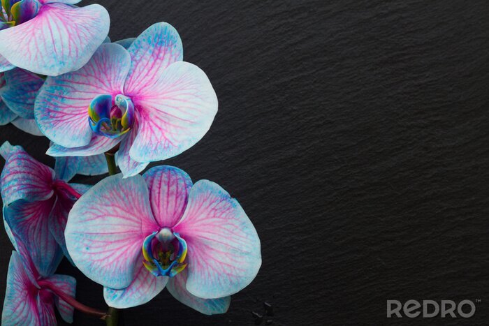 Poster  Bouquet, violet, orchidées