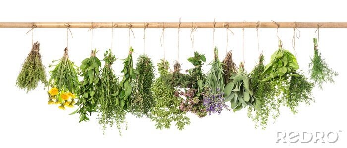 Poster  Bouquets d&#39;herbes vertes fraîches sur une branche