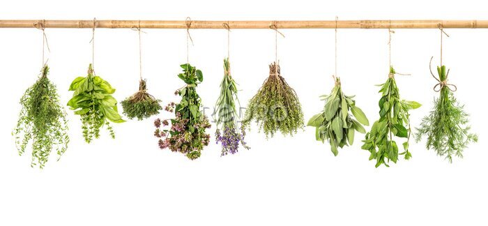 Poster  Bouquets d&#39;herbes vertes suspendus à une branche
