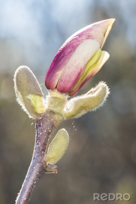 Poster  Bourgeon de magnolia en gros plan
