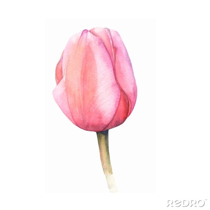 Poster  Bourgeon ombragé d'une tulipe rose