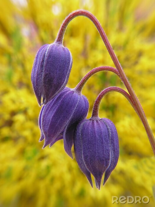Poster  bourgeons de clématite