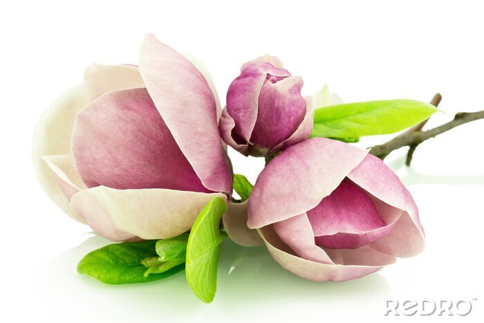 Poster  Bourgeons de magnolia sur fond blanc