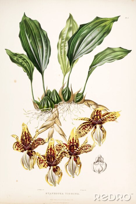 Poster  Bourgondische gevlekte orchidee op een geel bloemblad