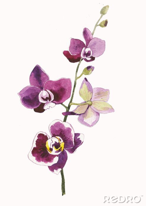 Poster  Bourgondische orchidee met witte randen