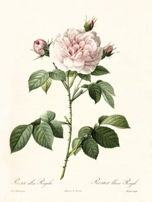 Poster  Bouton de rose nature sur une brindille