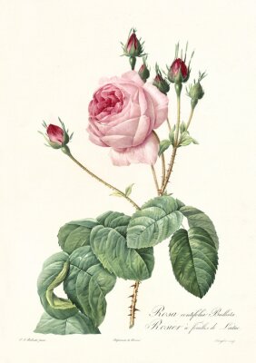 Poster  Boutons de rose carmin avant ouverture