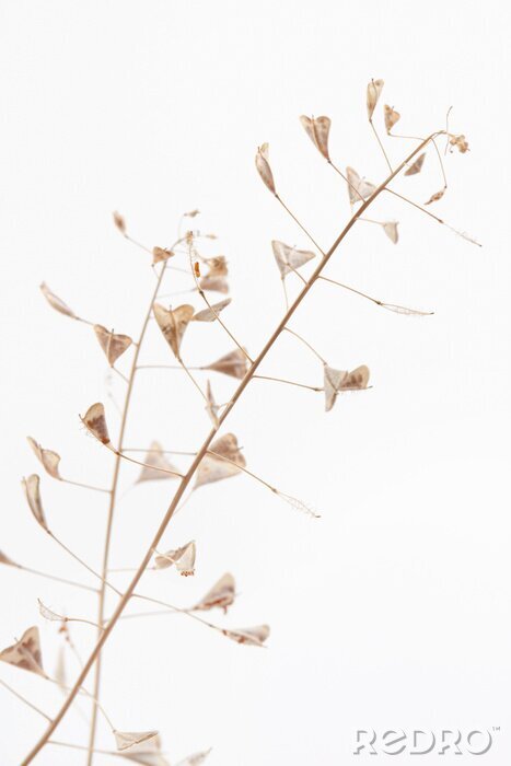 Poster  Branch romantic beige color shepherd's bag dry little flowers vertical