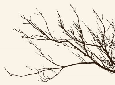 Branche d'arbre