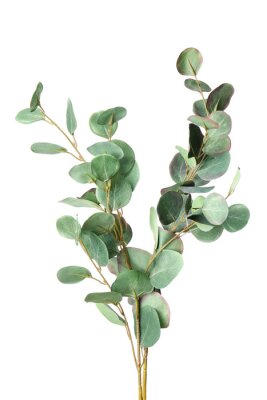 Poster  Branche d'eucalyptus vert