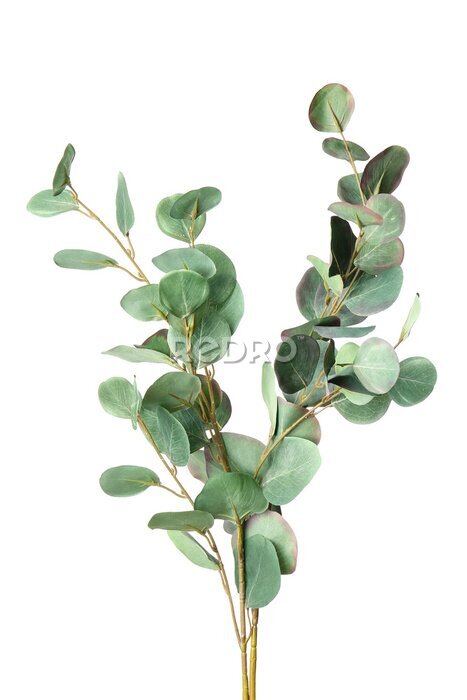 Poster  Branche d'eucalyptus vert