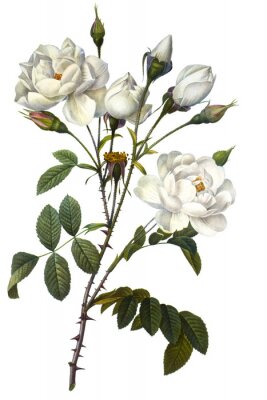Poster  Branche de fleurs blanches avec des épines