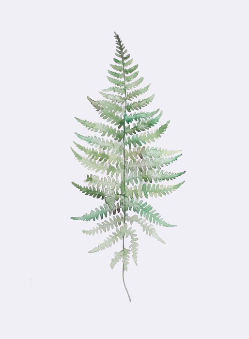 Poster  Branche de fougère aquarelle