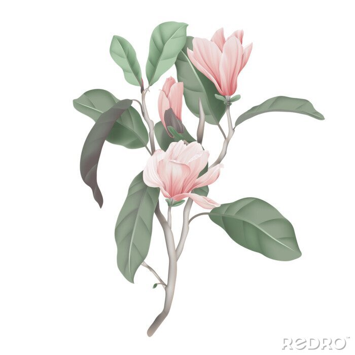 Poster  Branche de magnolia à fleurs pastel