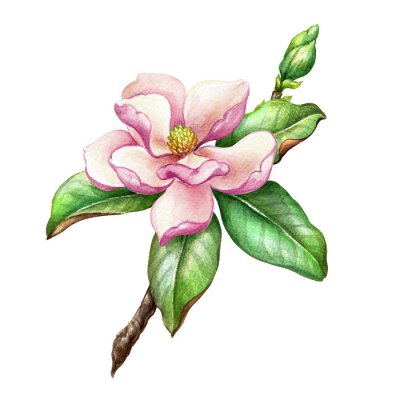 Poster  Branche de magnolia aux feuilles vertes juteuses