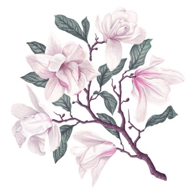 Poster  Branche de magnolia aux pétales roses
