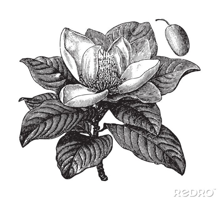 Poster  Branche de magnolia avec croquis botanique de feuilles