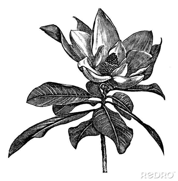 Poster  Branche de magnolia avec une fleur