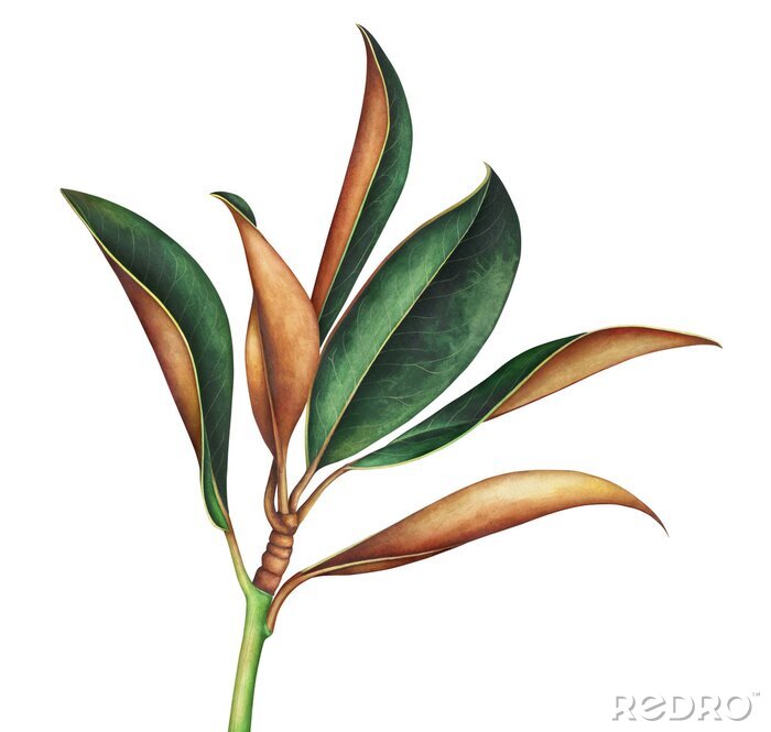 Poster  Branche de magnolia sans bouton floral