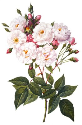 Branche de roses en fleurs sur fond blanc
