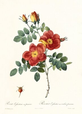 Branche de rosier avec bourgeons
