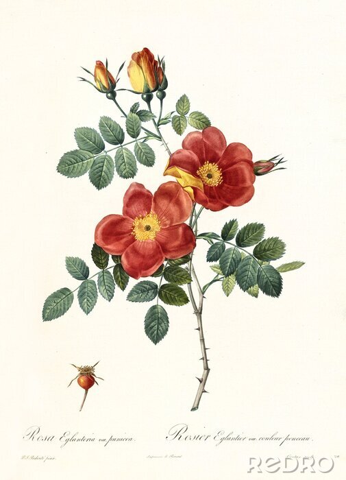 Poster  Branche de rosier avec bourgeons