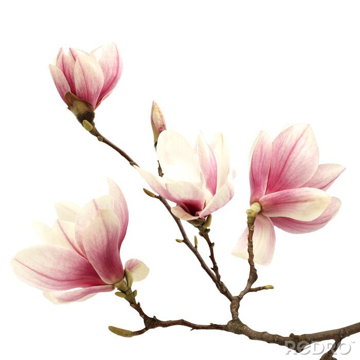 Poster  Branche marron avec les magnolias