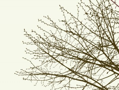 Branches d'arbre sur un ciel nuageux