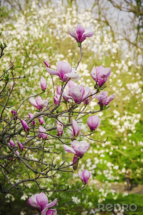 Poster  Branches de magnolia dans le jardin