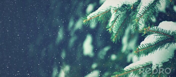 Poster  Branches de pin couvertes de neige