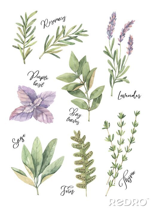 Poster  Branches de plantes parfumées à l'aquarelle