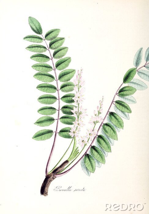 Poster  Brin de Boswellia avec des feuilles vertes
