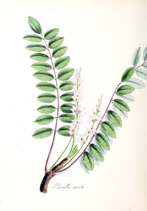 Poster  Brin de Boswellia avec des feuilles vertes