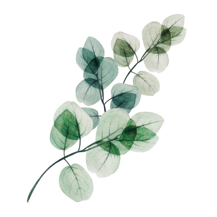 Poster  Brindille d'eucalyptus dans un style de peinture aquarelle