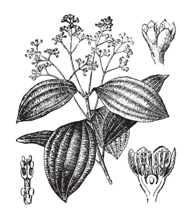 Poster  Brindille de cannelle