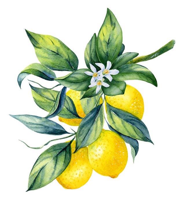 Poster  Brindille de citron avec des fruits et des fleurs