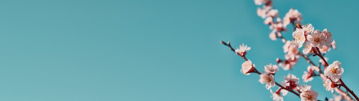 Poster  Brindille de floraison contre le ciel