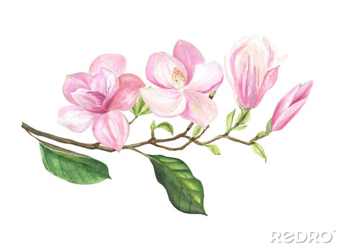 Poster  Brindille de magnolia de printemps