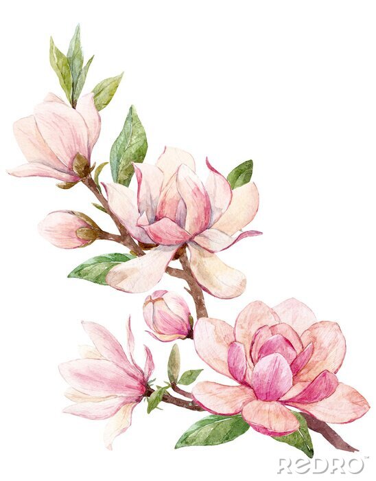 Poster  Brindille de magnolia ombragée d'aquarelle rose
