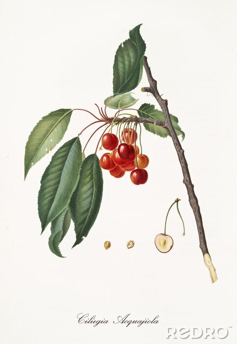 Poster  Brindille de nature illustrée avec des cerises pendantes