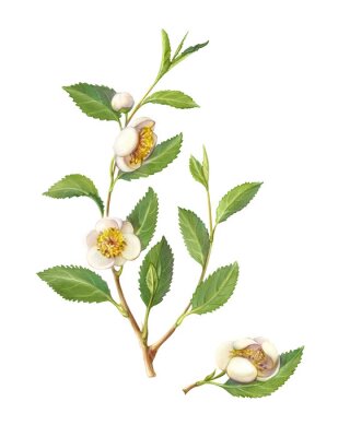 Poster  Brindille de thé vert avec des fleurs
