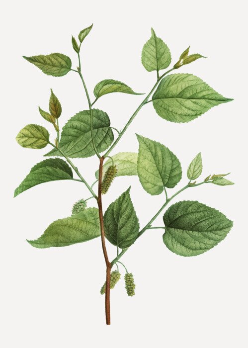 Poster  Brindille et feuilles vertes