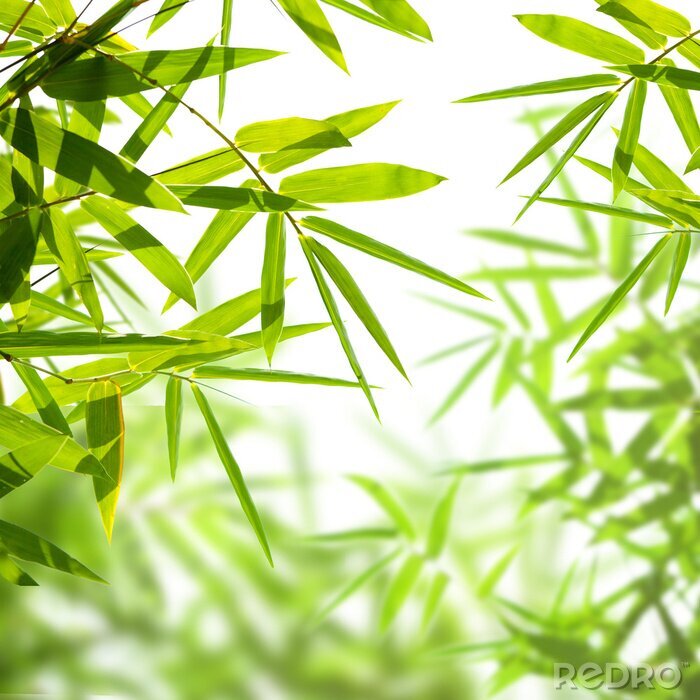 Poster  Brindilles avec feuilles de bambou
