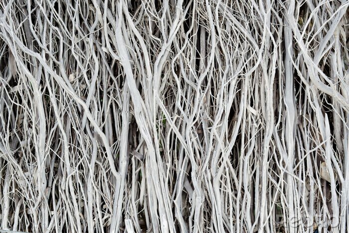 Poster  Brindilles naturelles séchées