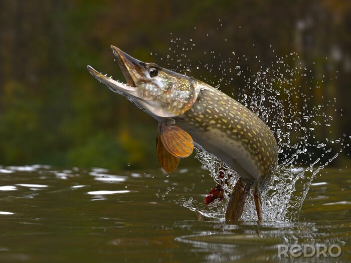 Poster  Brochet qui saute hors du lac