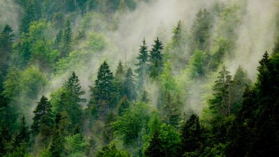 Poster  Brouillard de forêt enveloppant des arbres verts
