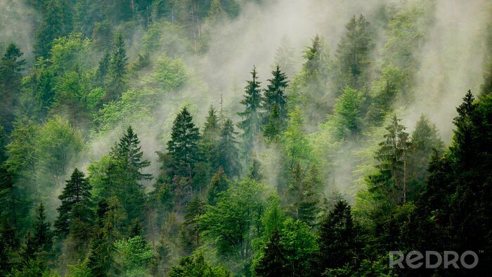 Poster  Brouillard de forêt enveloppant des arbres verts