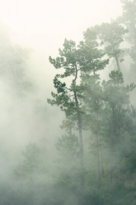 Poster  Brouillard sur la forêt