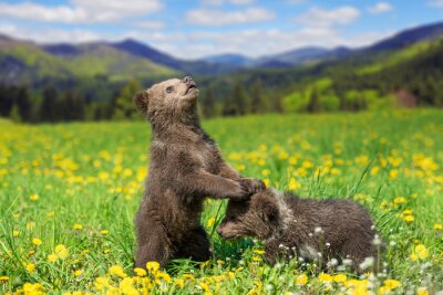 Brown bear cub playing on the summer mountain
